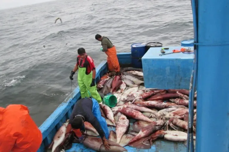 Pescadores descargando pota sobre la cubierta de la embarcación