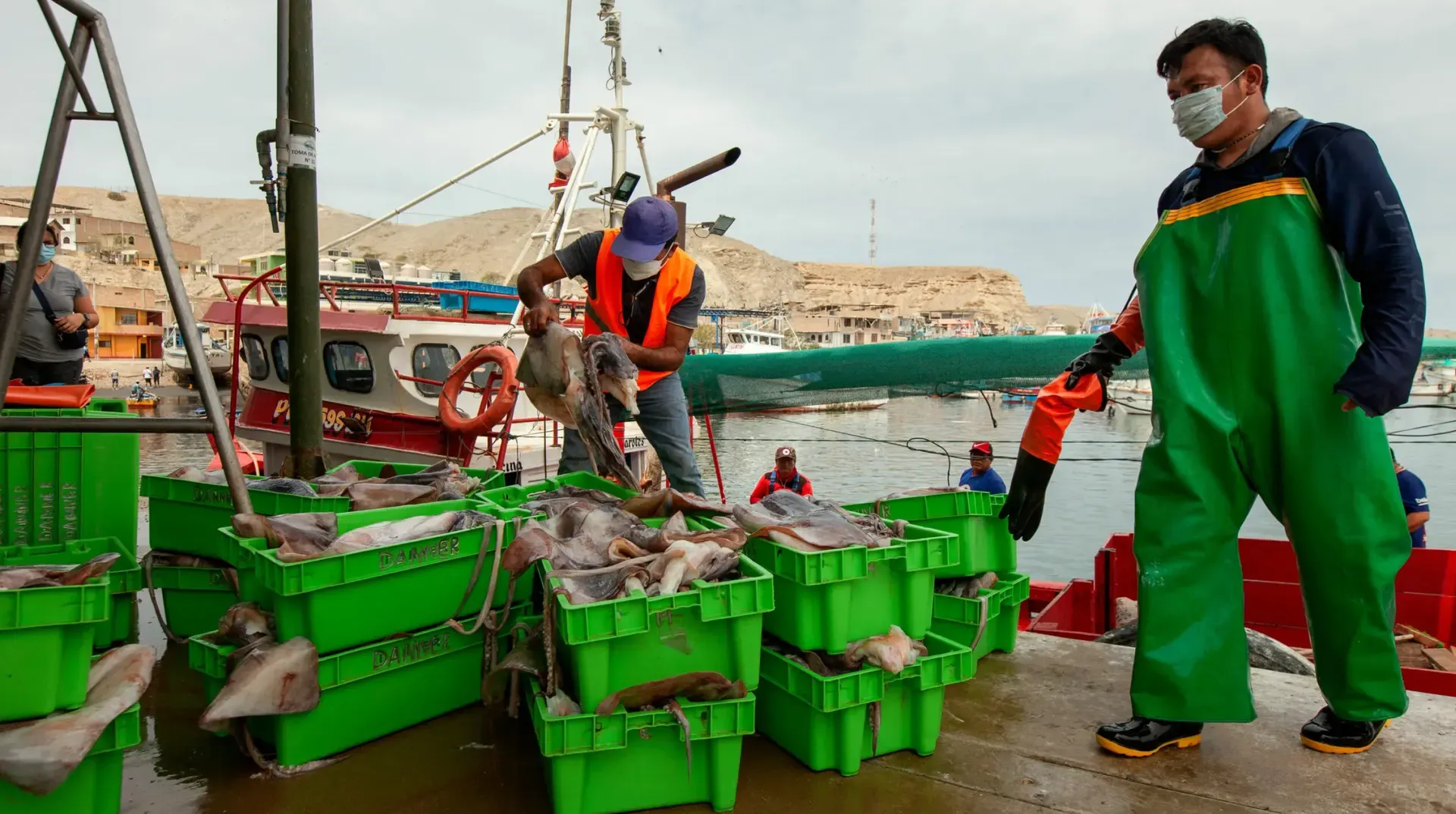 Desembarque de pota en el muelle, con cajas de BRIS GROUP