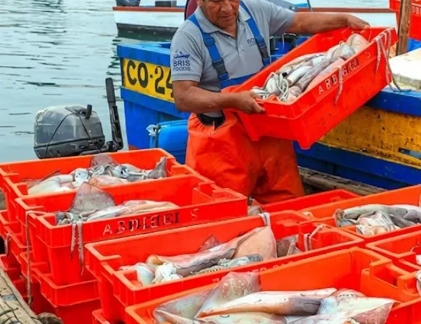 Descarga de pota en cajas en el muelle
