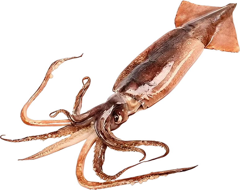 Pota entera (Dosidicus gigas)