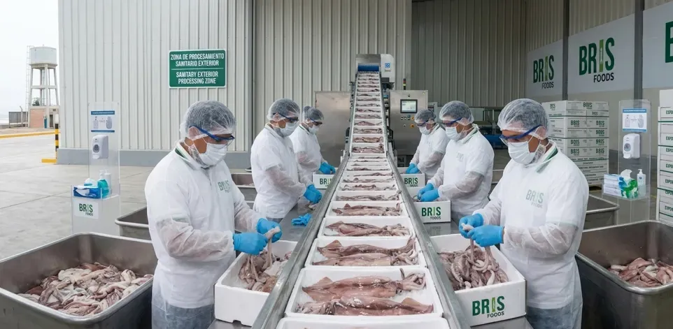 Línea de proceso de pota en planta